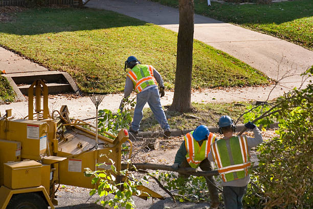  Paloma Creek South, TX Tree Removal and Landscaping Services Pros